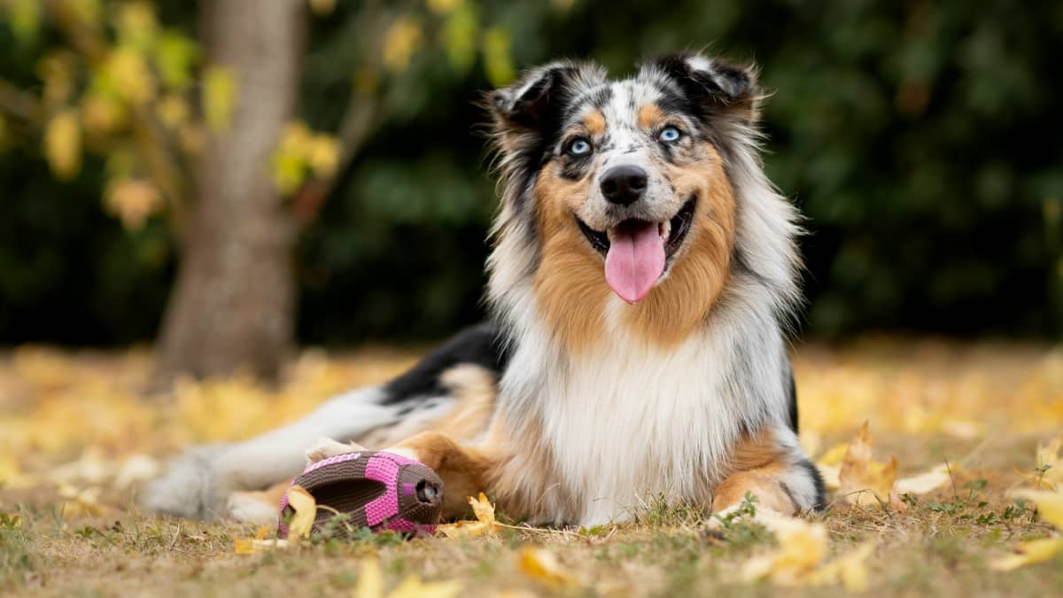 Wire haired australian shepherd hotsell