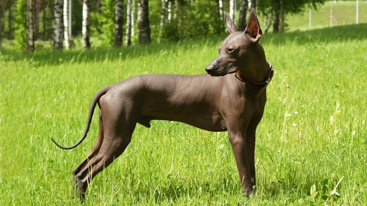 The xoloitzcuintli on sale