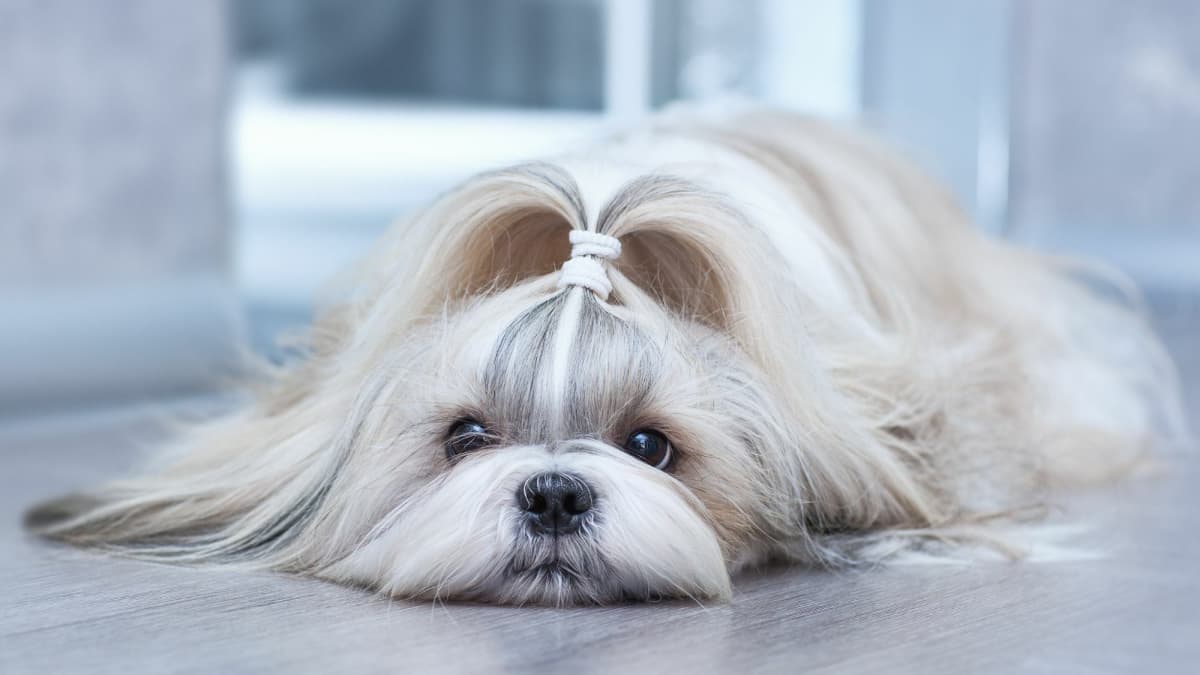 What's the best dog food for shih tzus on sale