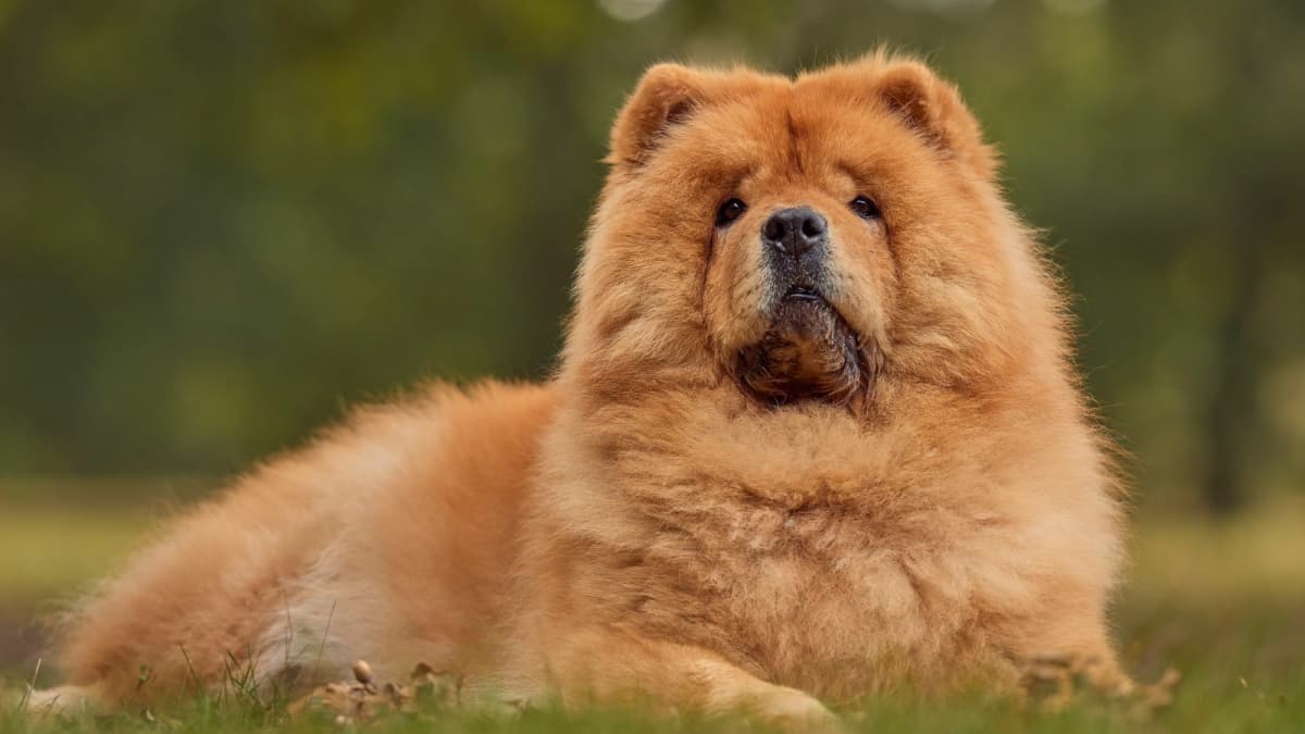 Pure chow chow puppy top