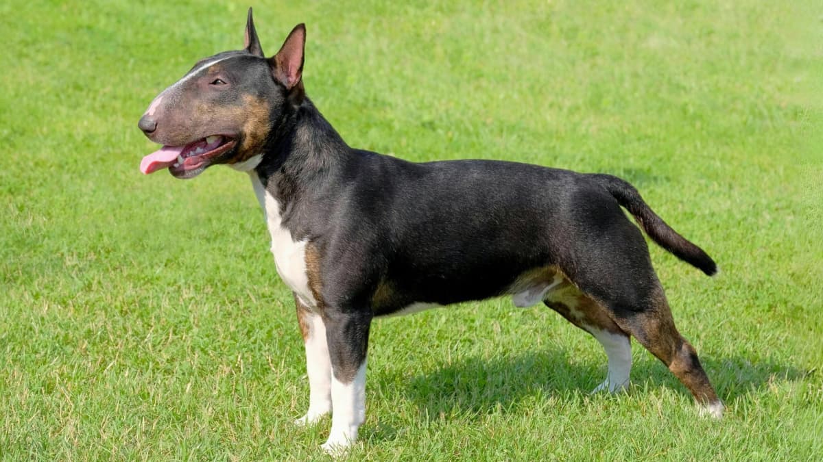 Small stocky dog breed bull terrier top