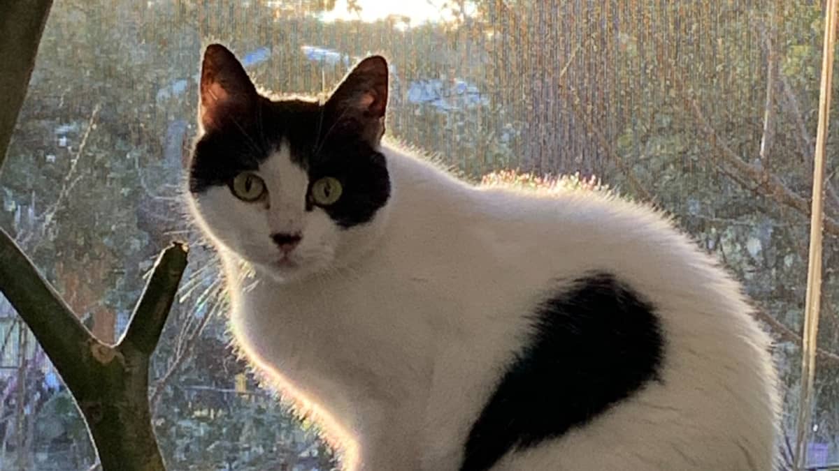 How to Take Care of a Cat With Pancreatitis at Home PetHelpful