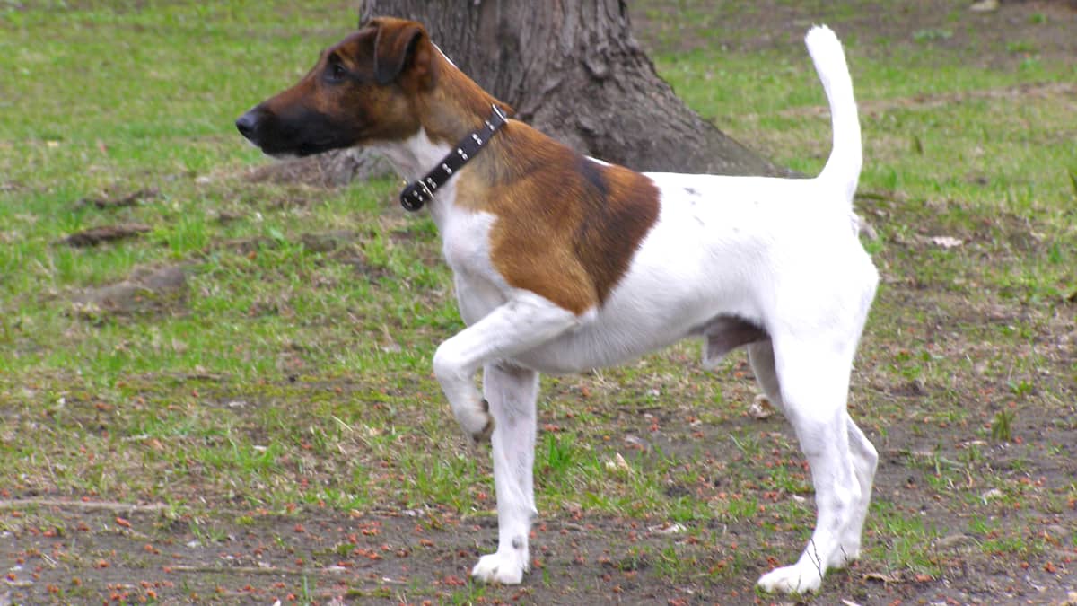 Smooth coat fox terrier outlet