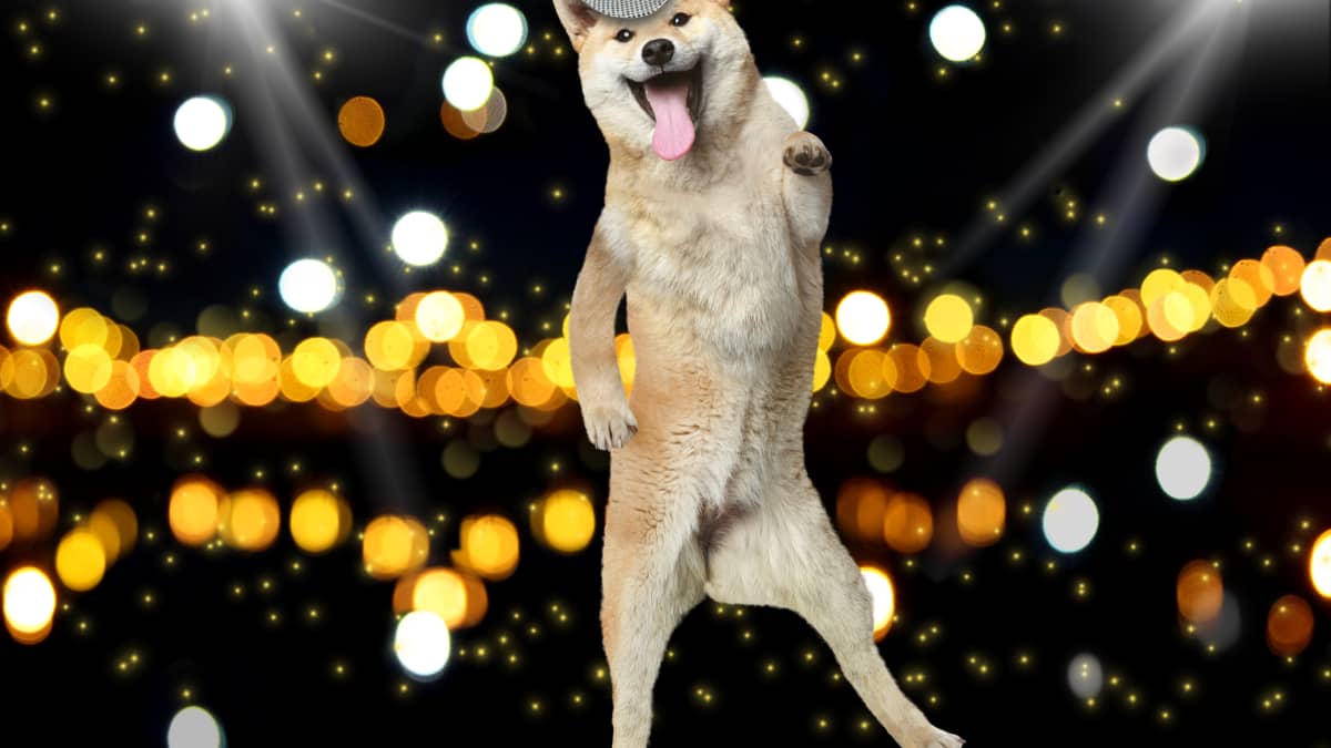 A dog sales dancing