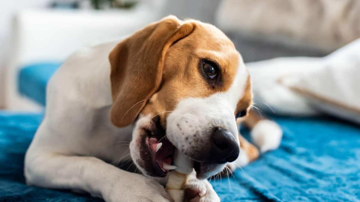 Barkbox super chewer reviews store