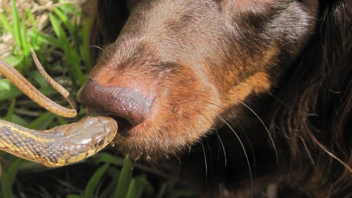 Snake bite remedy for dogs best sale
