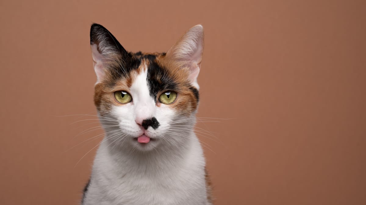 Washington humane society cats sales