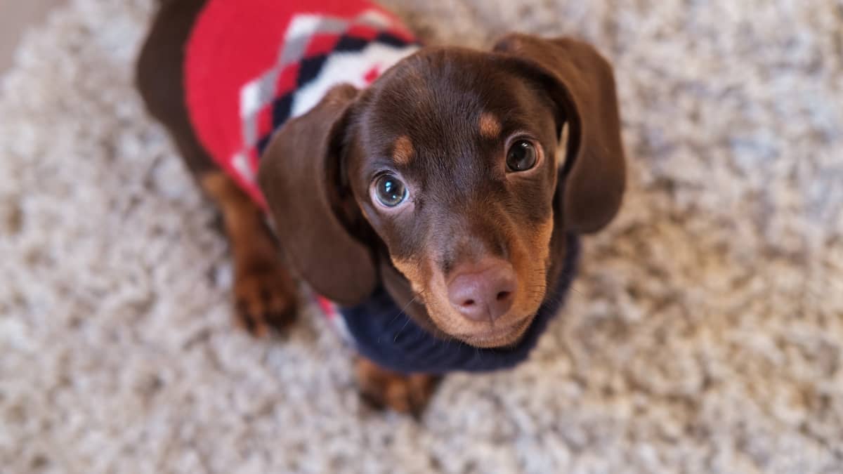 Puppy's first discount christmas sweater