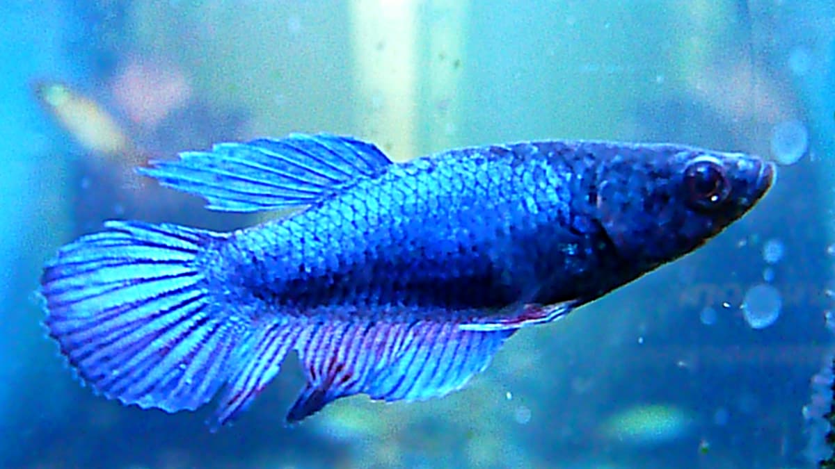 Regular betta fish best sale