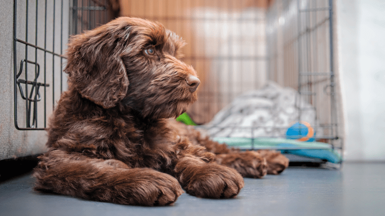 How to Crate Train a Puppy in 4 Easy Steps PetHelpful