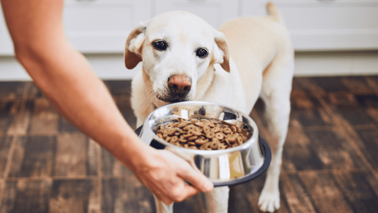 Vet recommended dog food for allergies outlet