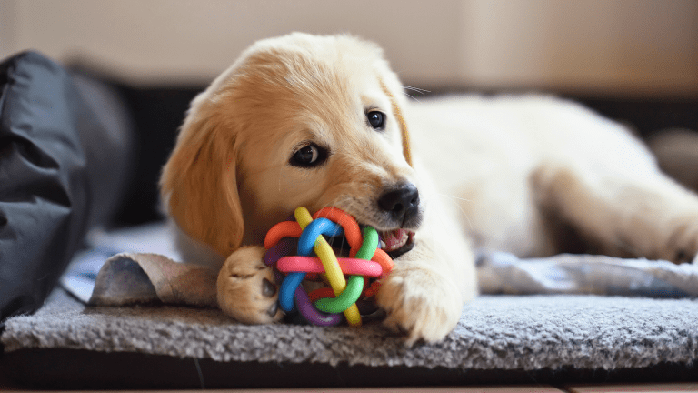My puppy is teething cheap