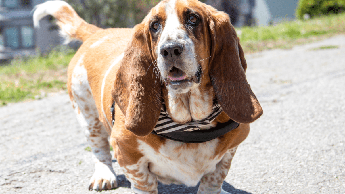 Oldest basset hound hotsell