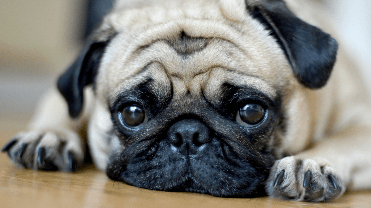 Pug nosed best sale dogs