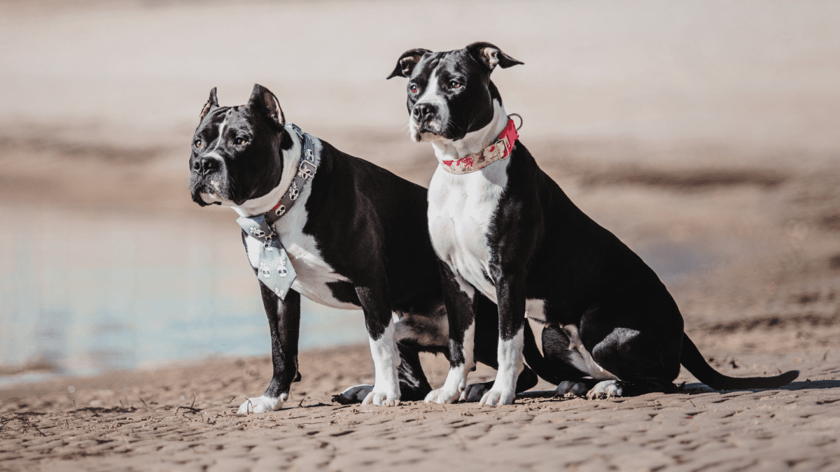 Twin Pit Bulls in Sunglasses and Booties are the Stars of a Walmart Shopping Trip PetHelpful