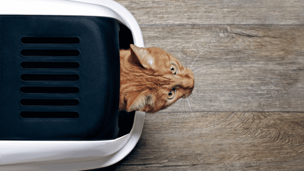 Litter box self cleaning top