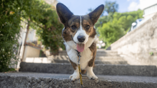 Corgi steps outlet