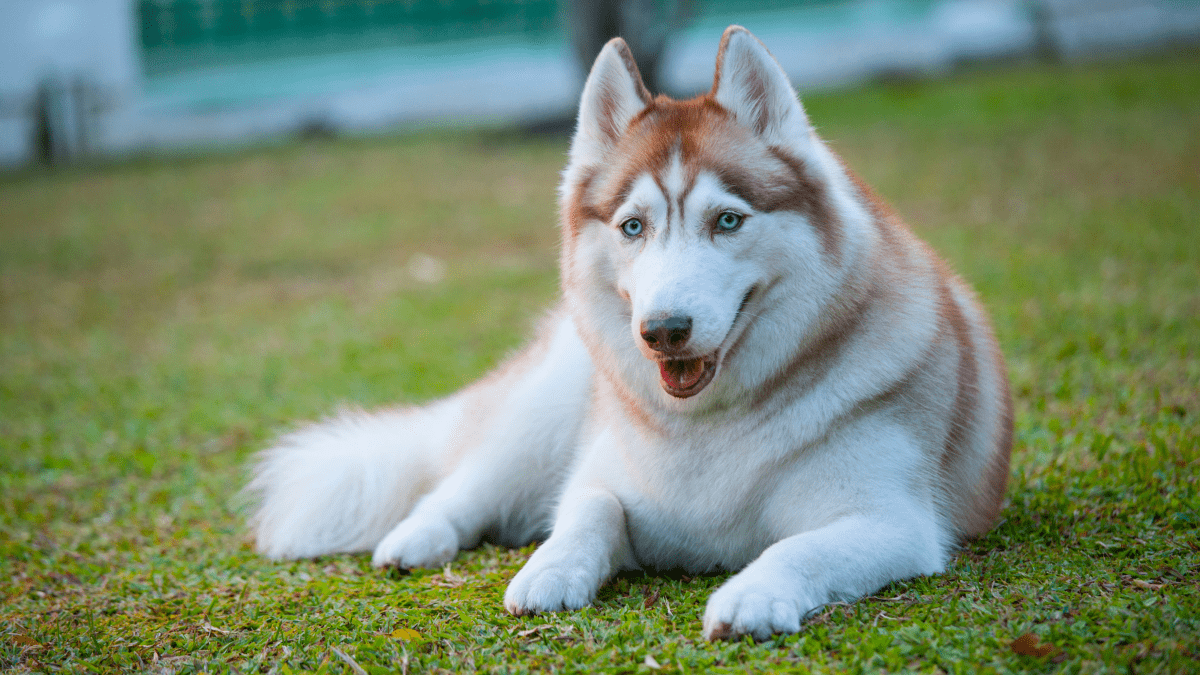 Wooly siberian husky for sale cheap