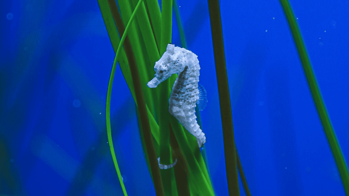 Taking care of seahorses new arrivals