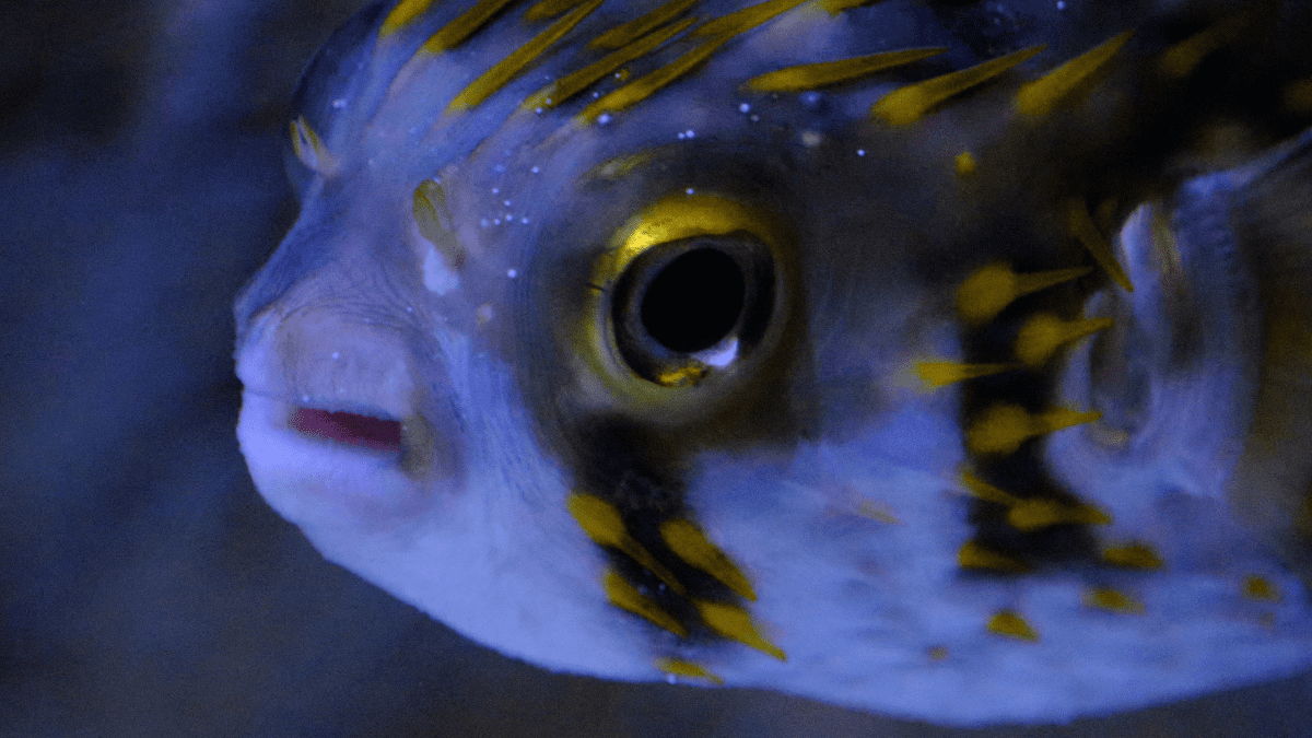 Puffer fish care clearance