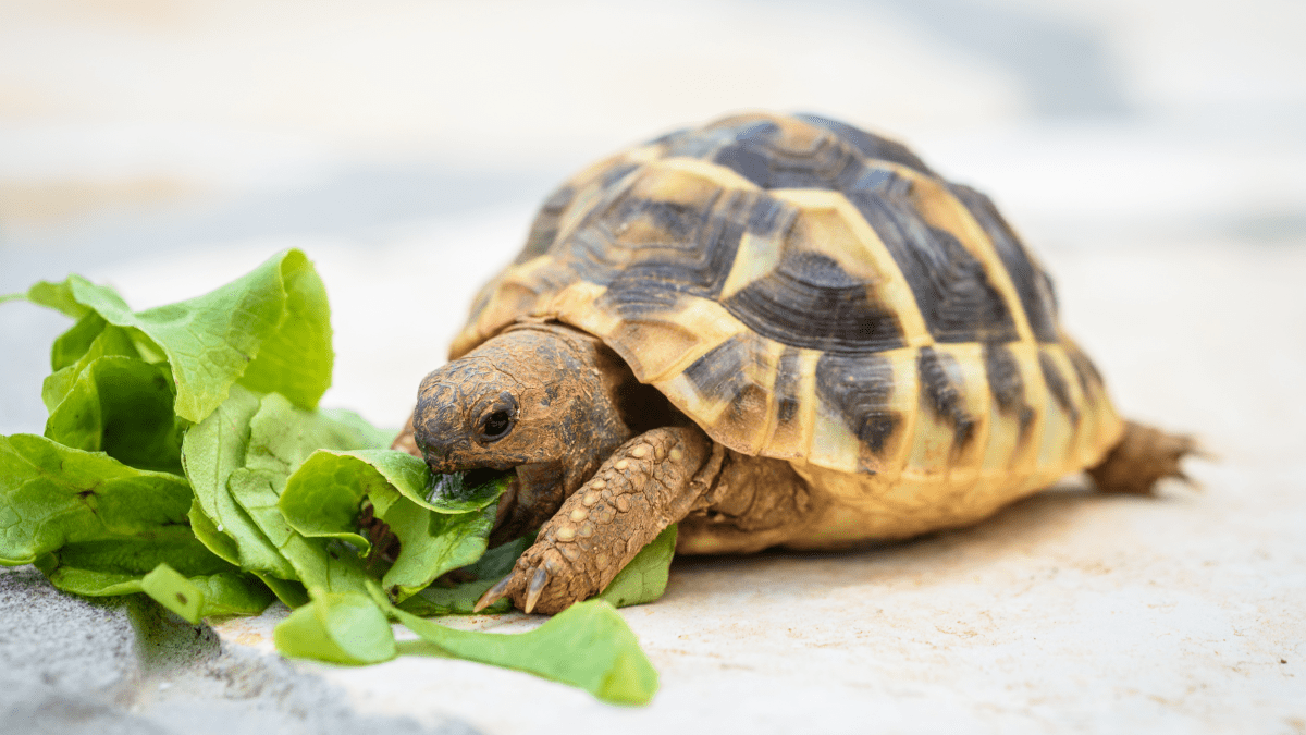 10 Best Beginner Pet Turtles and Tortoises PetHelpful