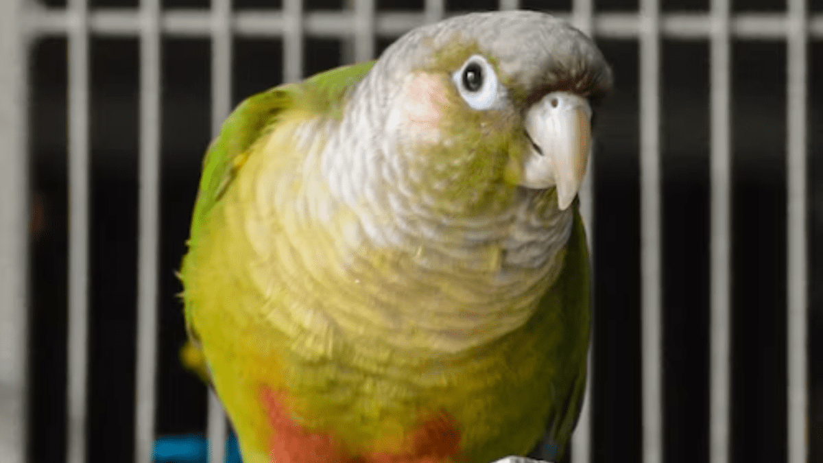 Treats for green cheek conure on sale