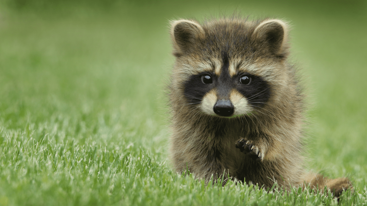 High quality Large Raccoon bowl