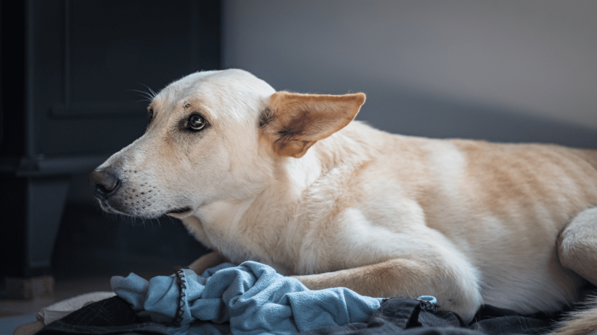 Aural Hematomas in Dogs Causes and Tips for Prevention PetHelpful