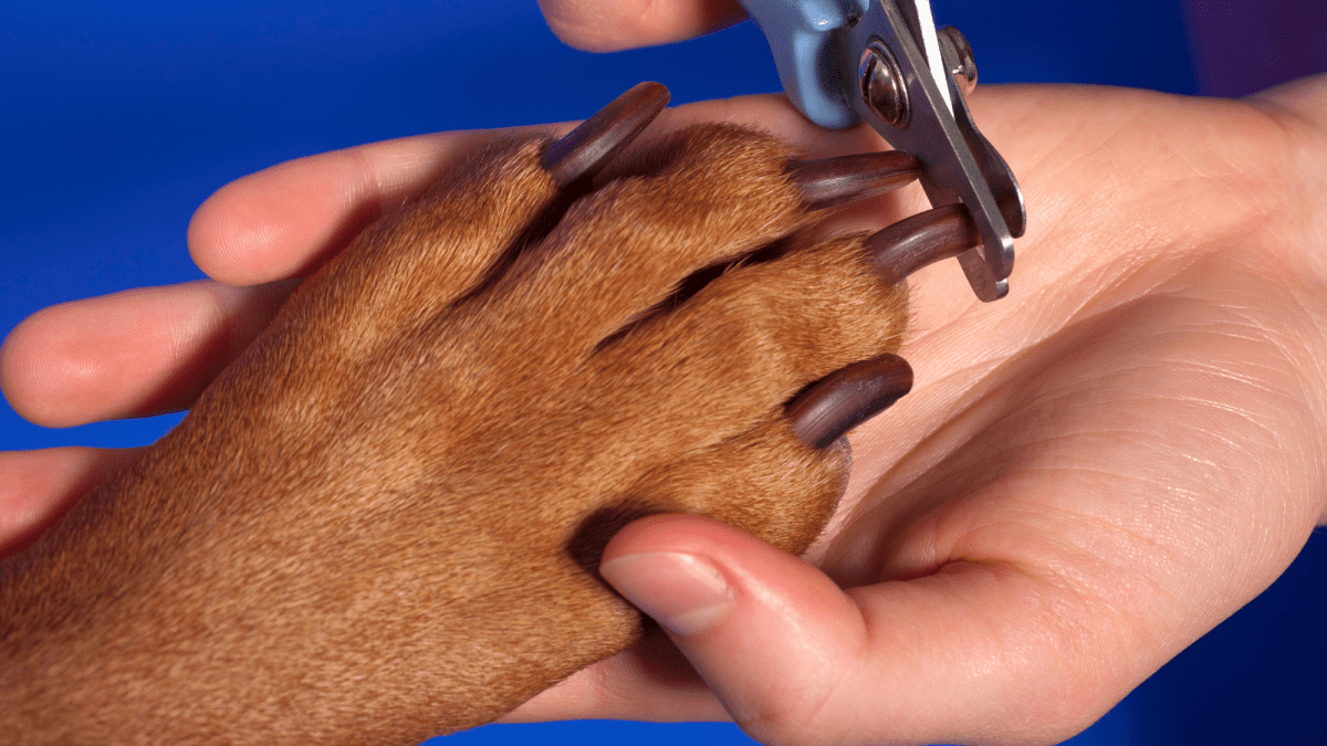 Powder for cutting dog's nails best sale