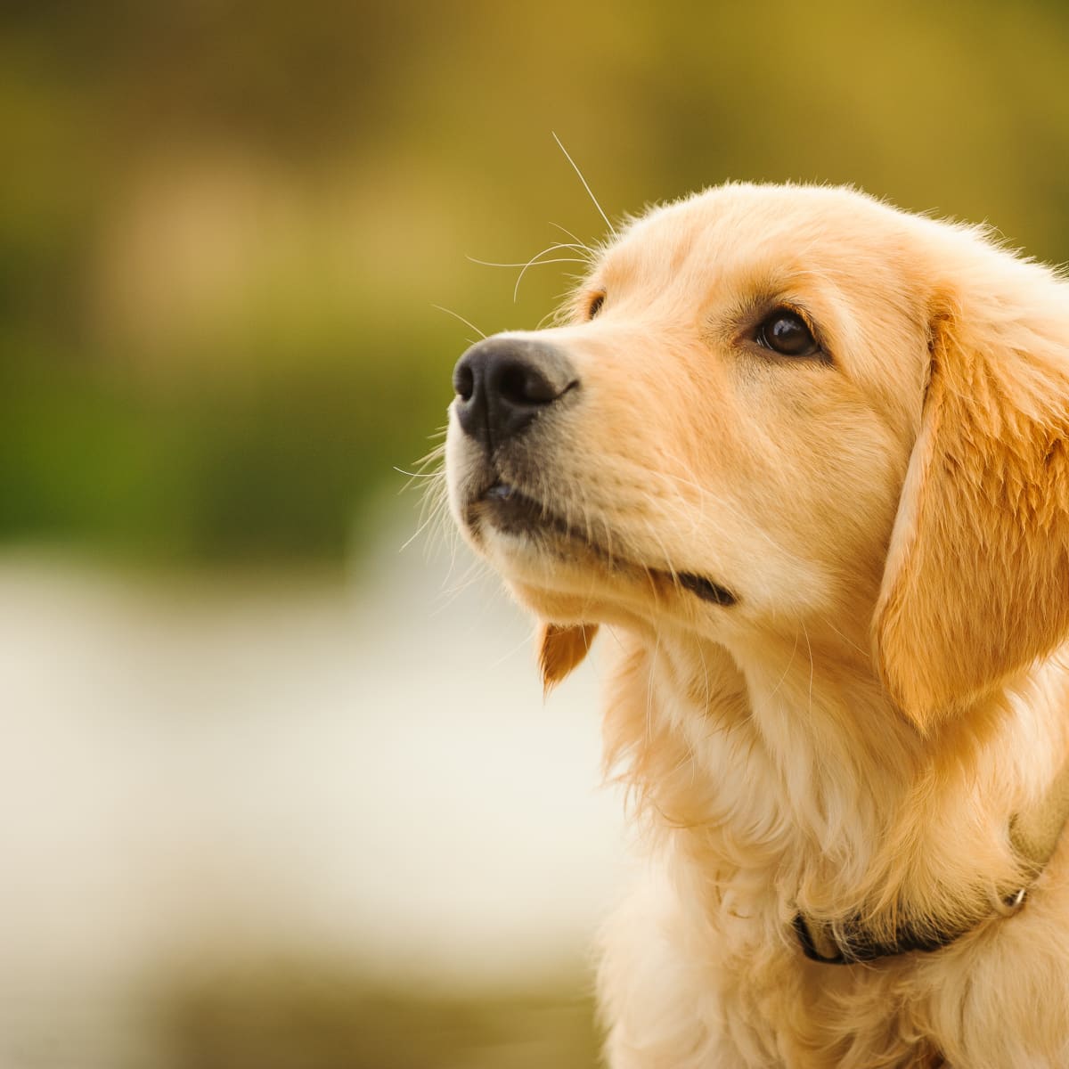 Golden Retriever Puppy Meeting Her New Lab Sibling Is Giving People the  Feels