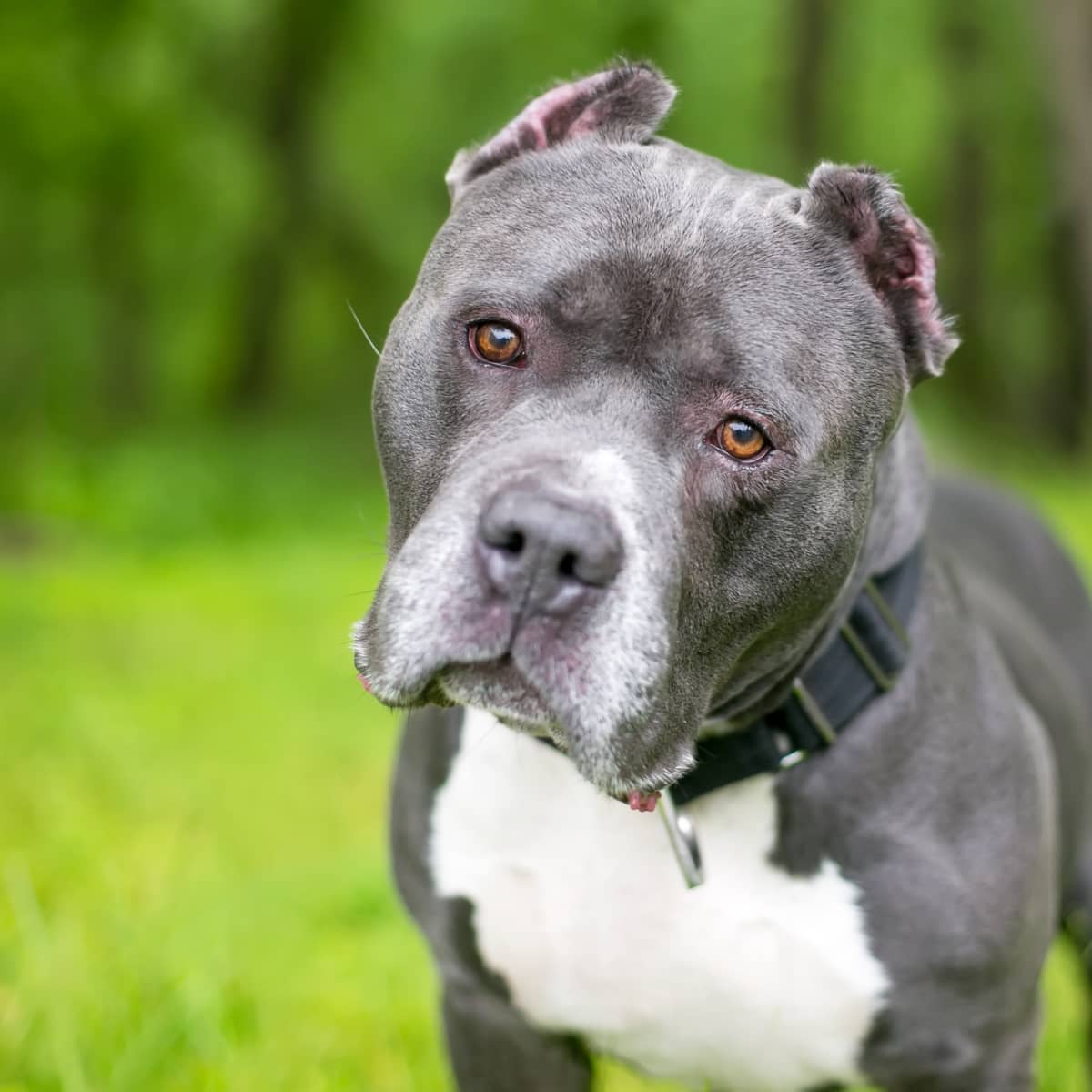 American Bully Dogs Banned in the U.K.—Could the U.S. Follow?