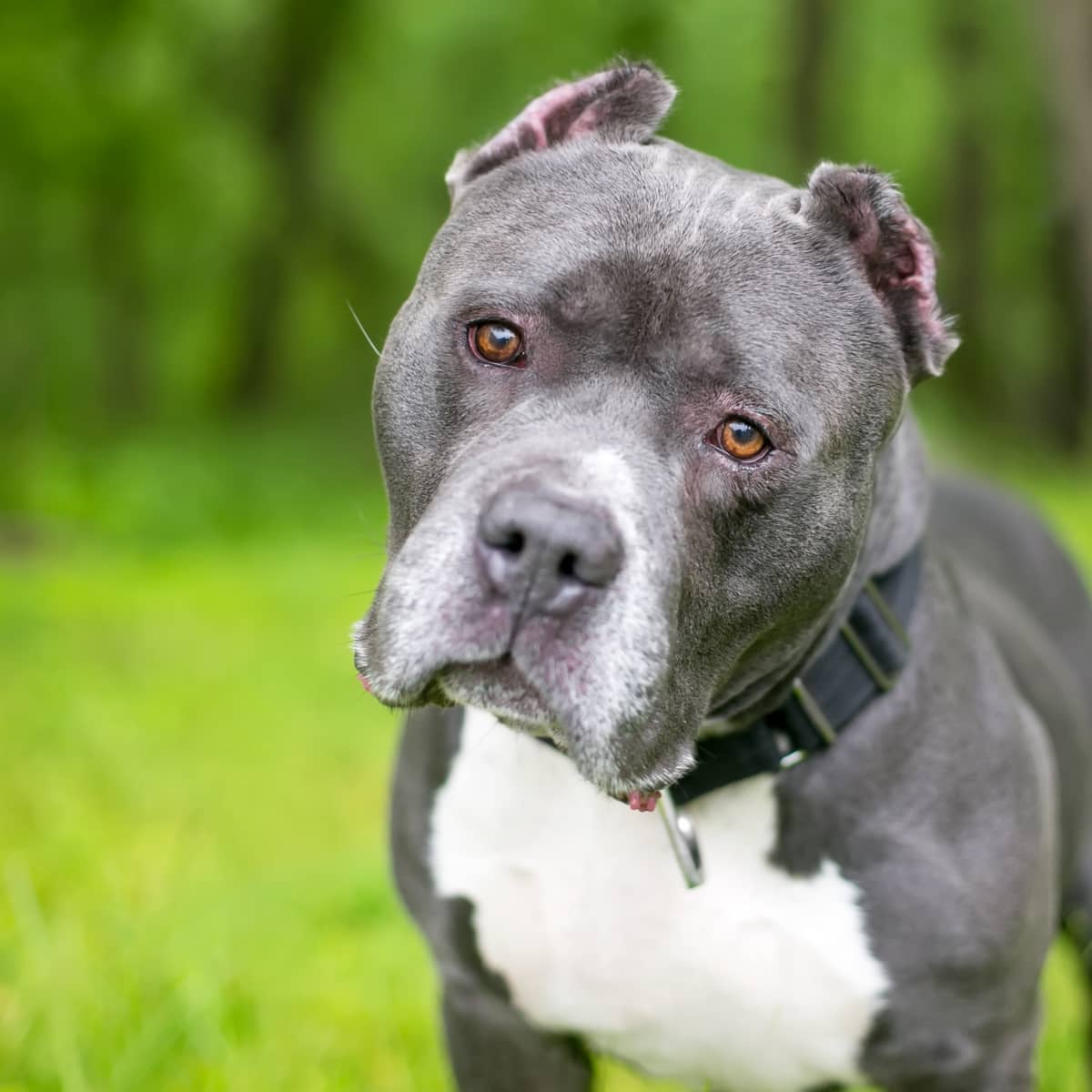 Pocket bully: Dog breed characteristics & care