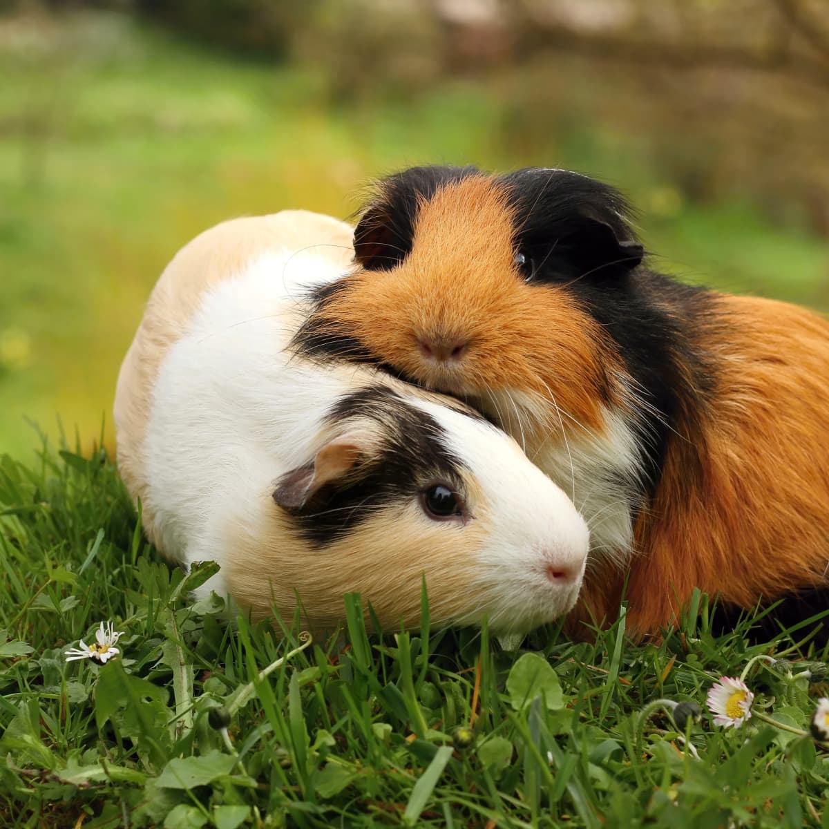 Guinea Pigs and Kids: Home and Classroom Pets