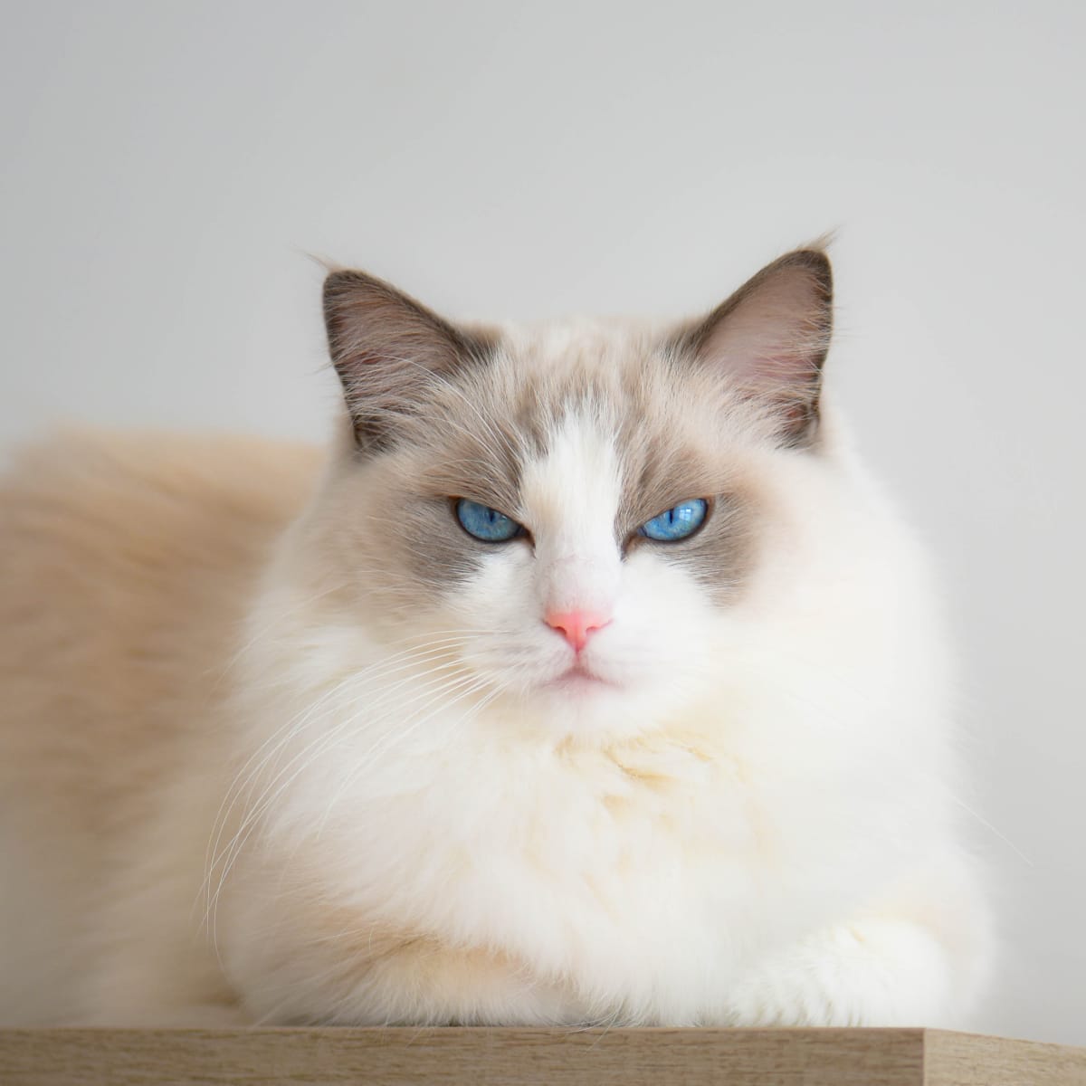 I. Introduction to Ragdoll Cats