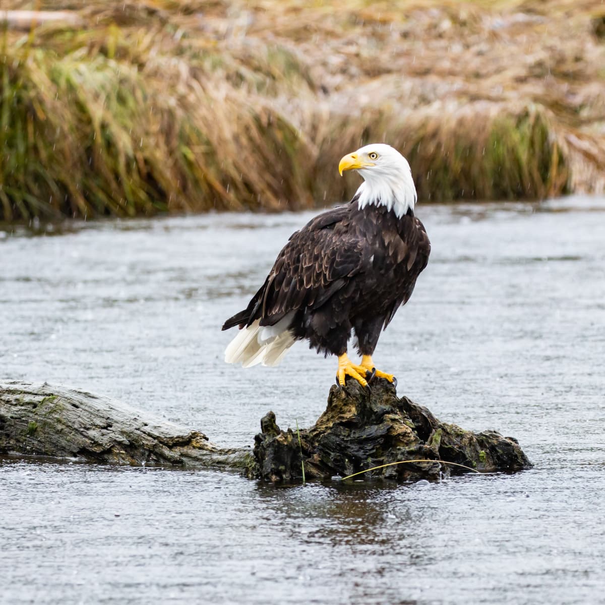 People are Cheering After Man Saves a Drowning Eagle - Pet News