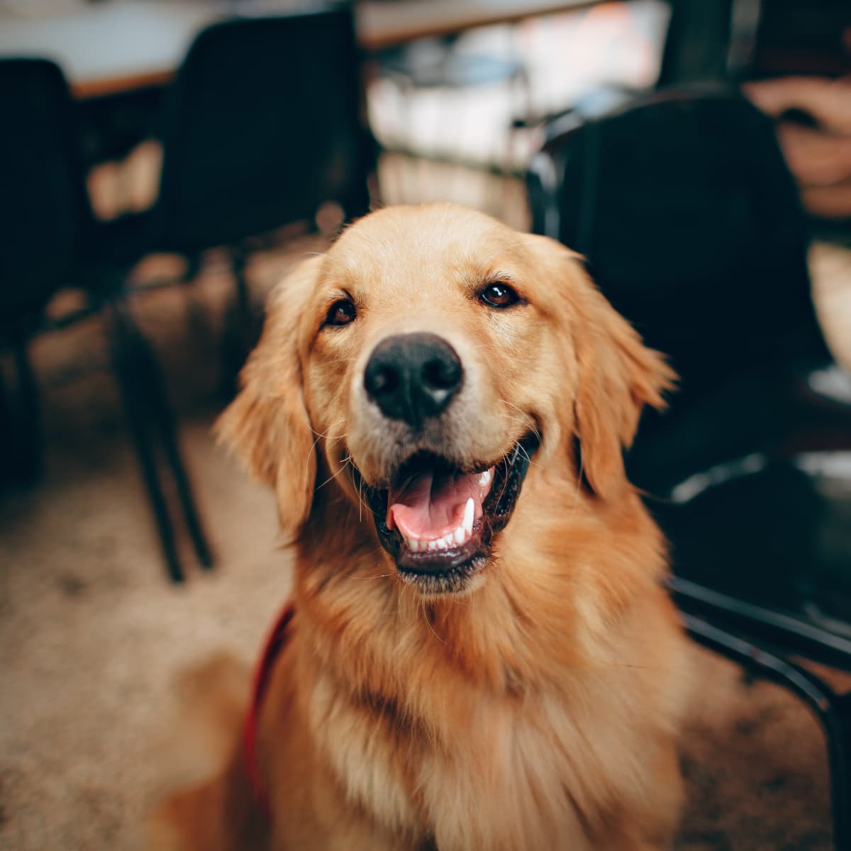 Golden Retriever Puppy's Instant Bond With Newborn Baby Is So Beautiful -  PetHelpful News