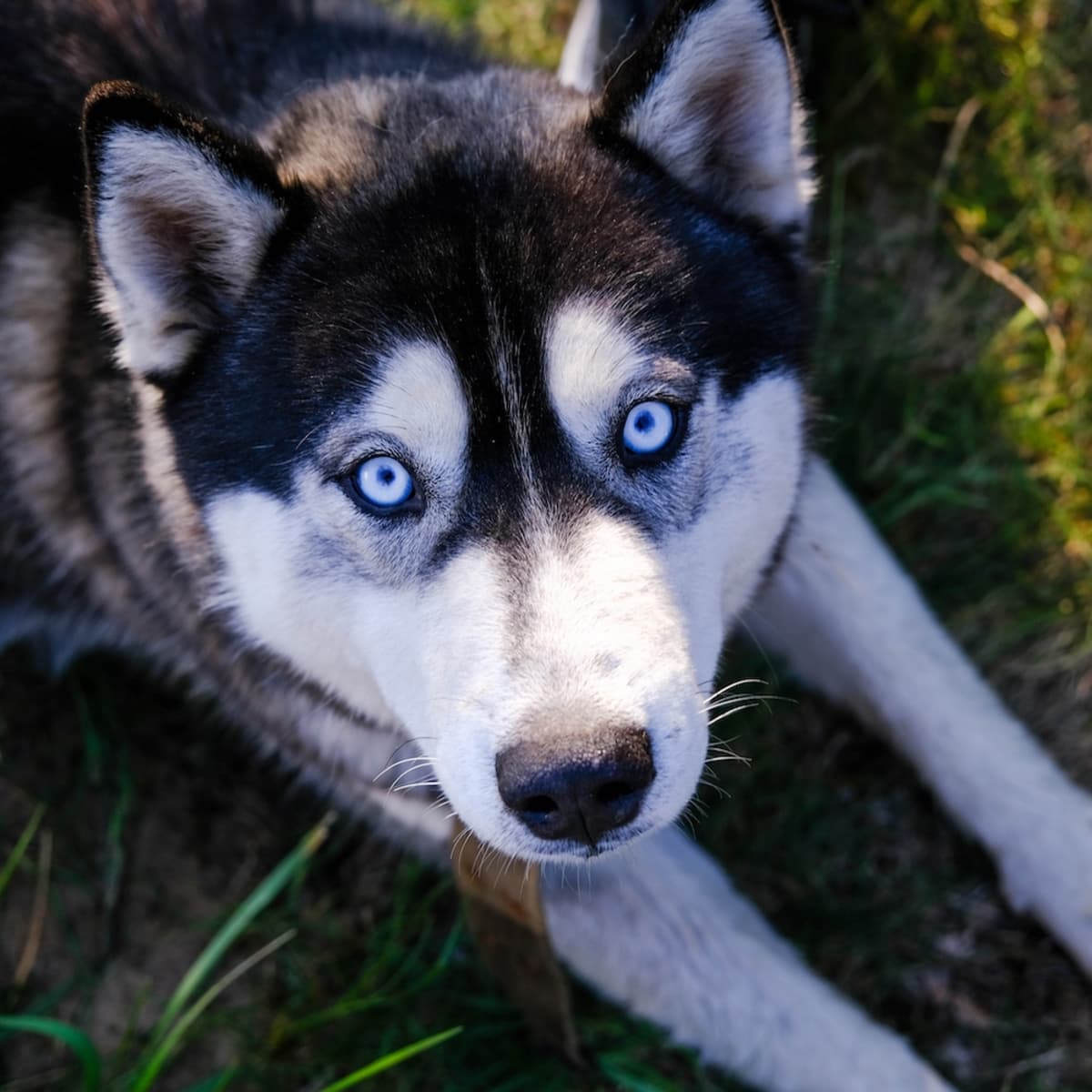 are malamutes as vocal as huskies