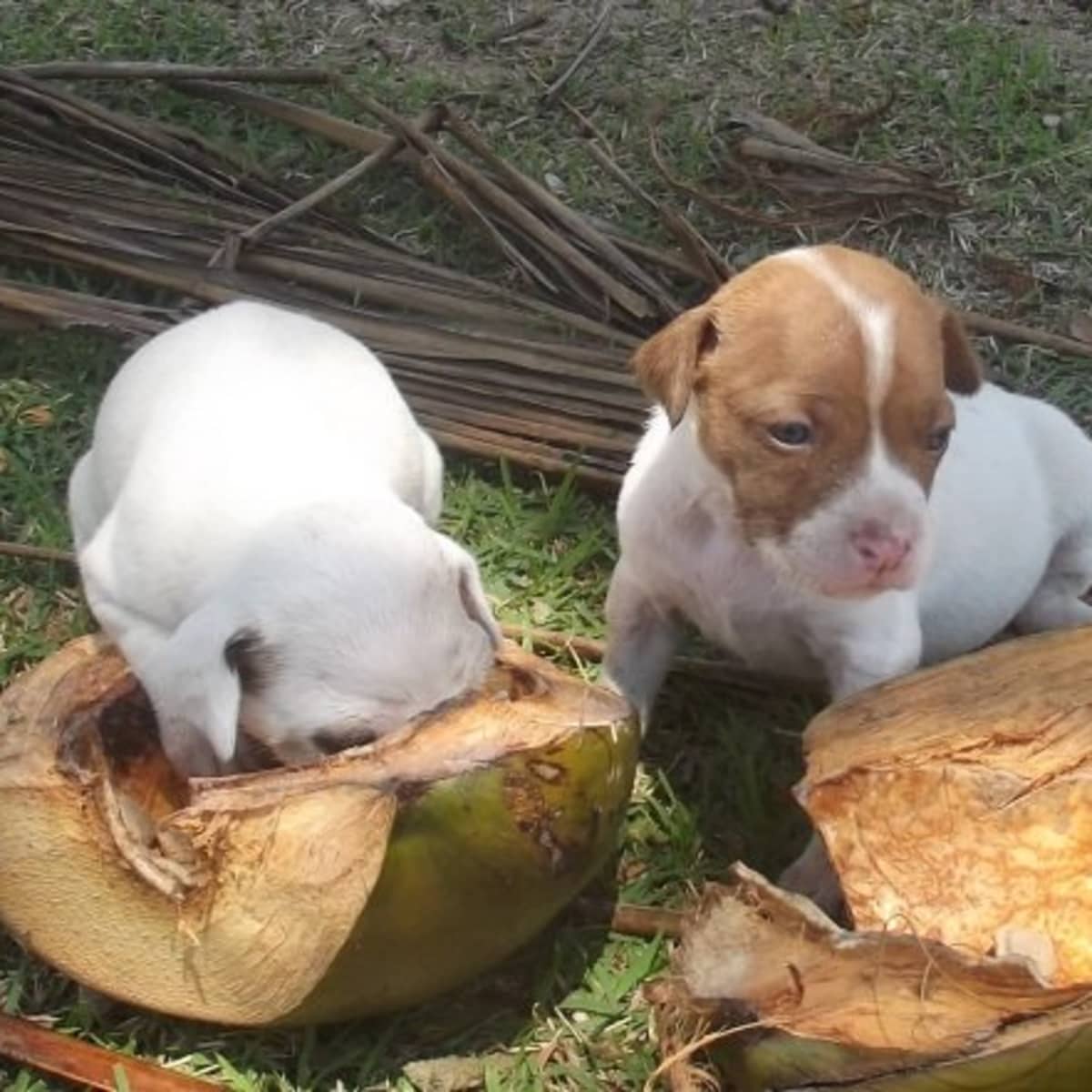 How Your Dog Benefits From Coconut - PetHelpful