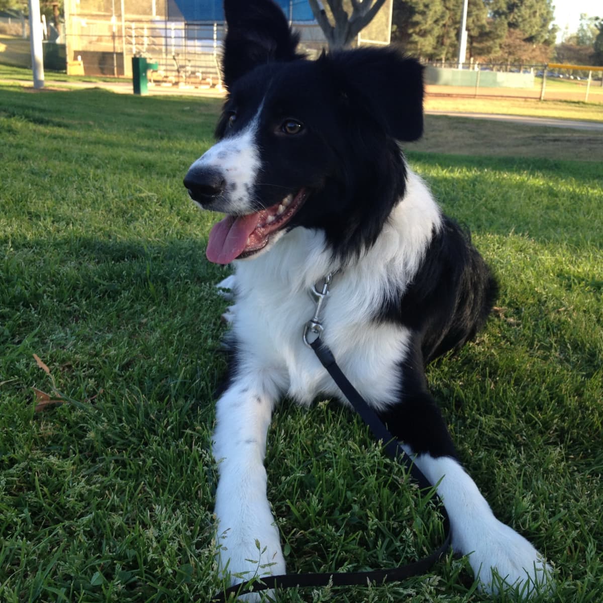 Are Border Collies Hard to Take Care of? Unveiling the Truth