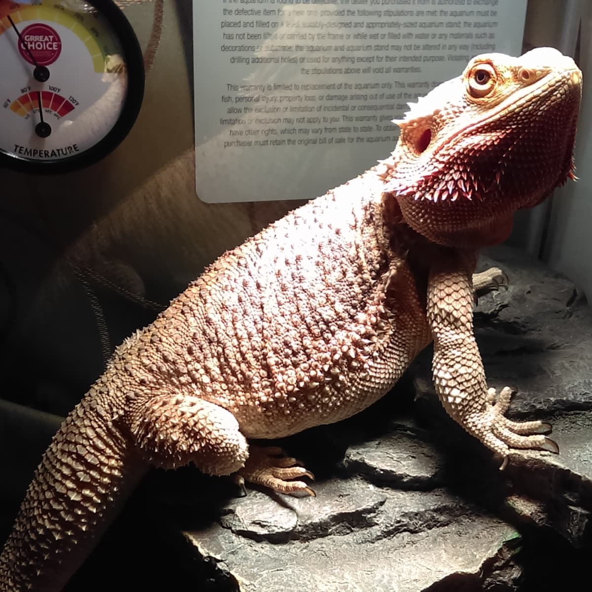 7-Step Bearded Dragon Care Guide - PetHelpful