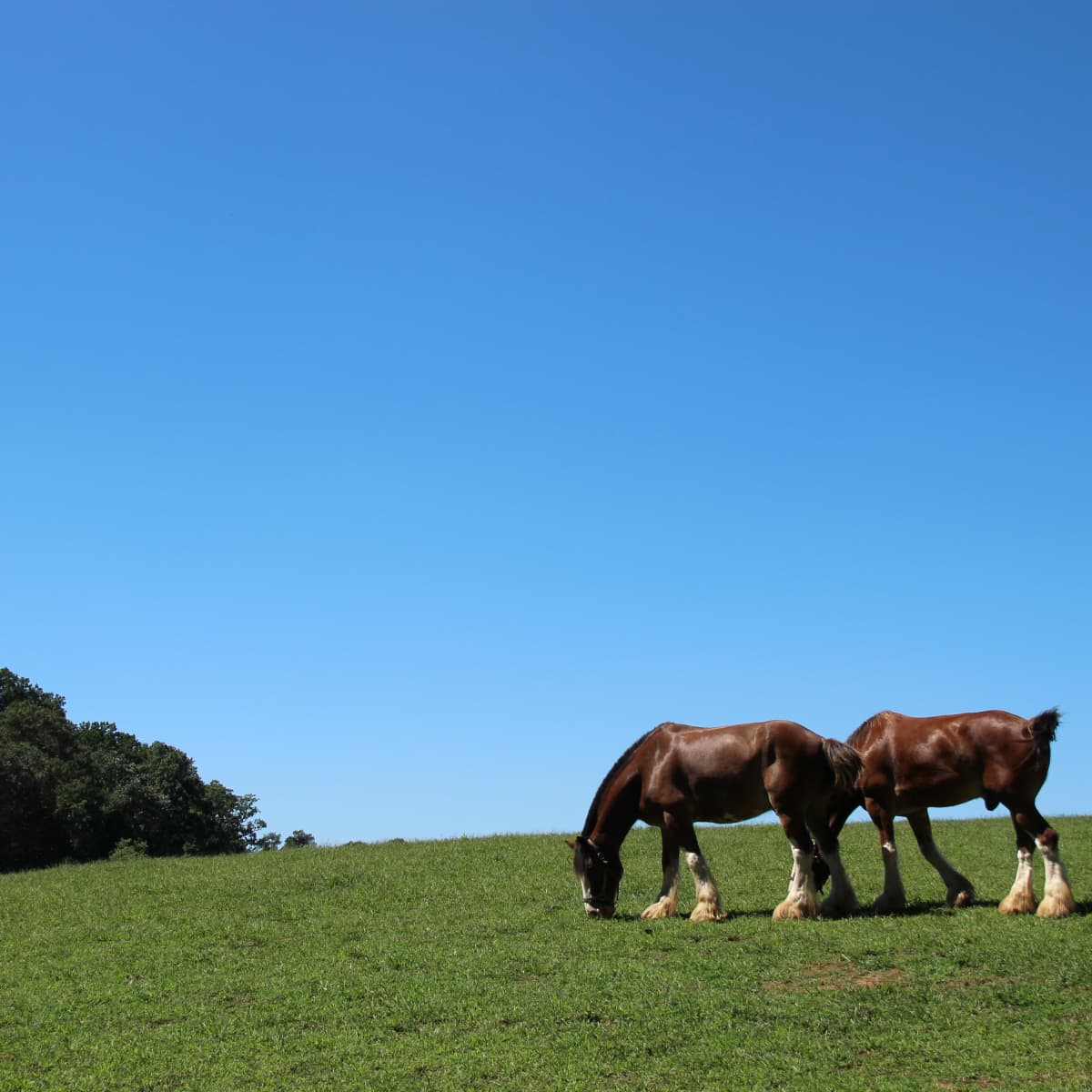 10+ of the World&rsquo;s Most Beautiful Draft Horse Breeds and Heavy 