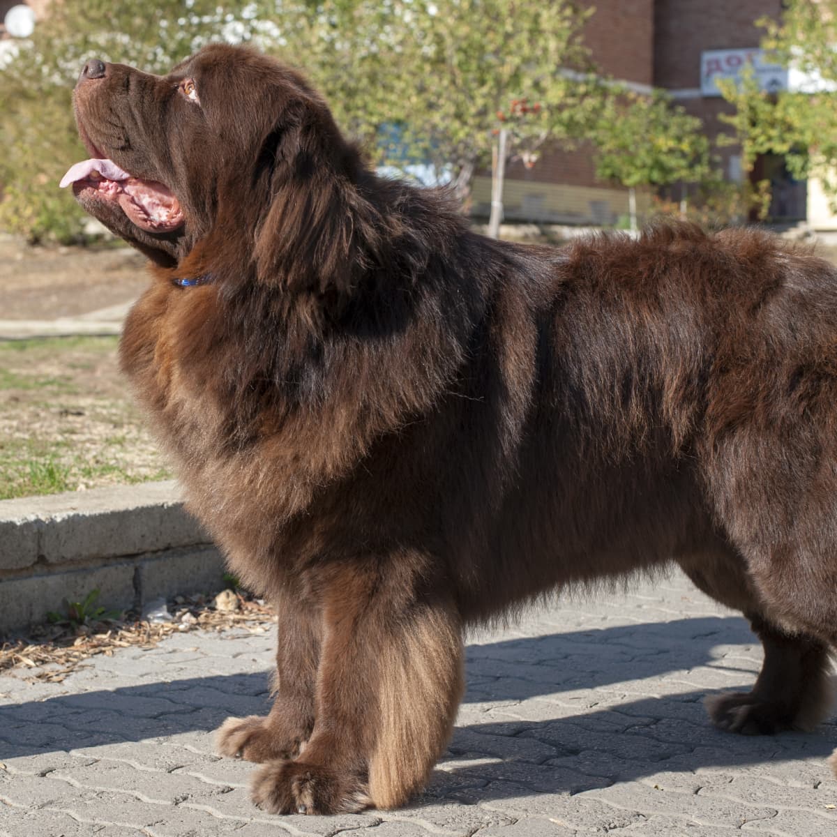 do newfoundland dogs like to cuddle