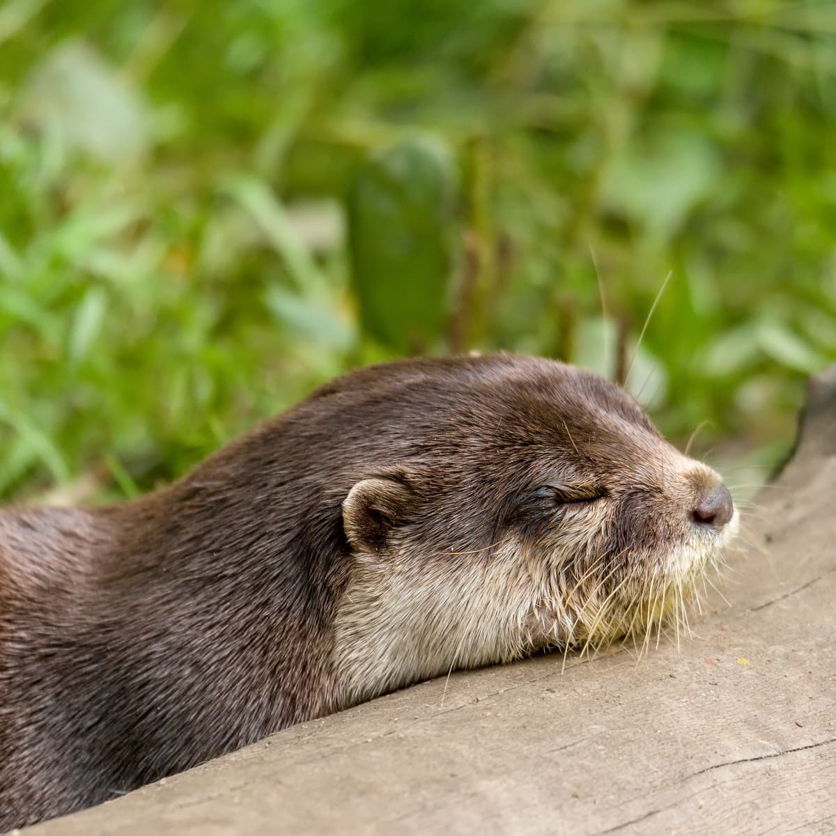 Three-legged dog battling cancer rescues otter from river - CBS News