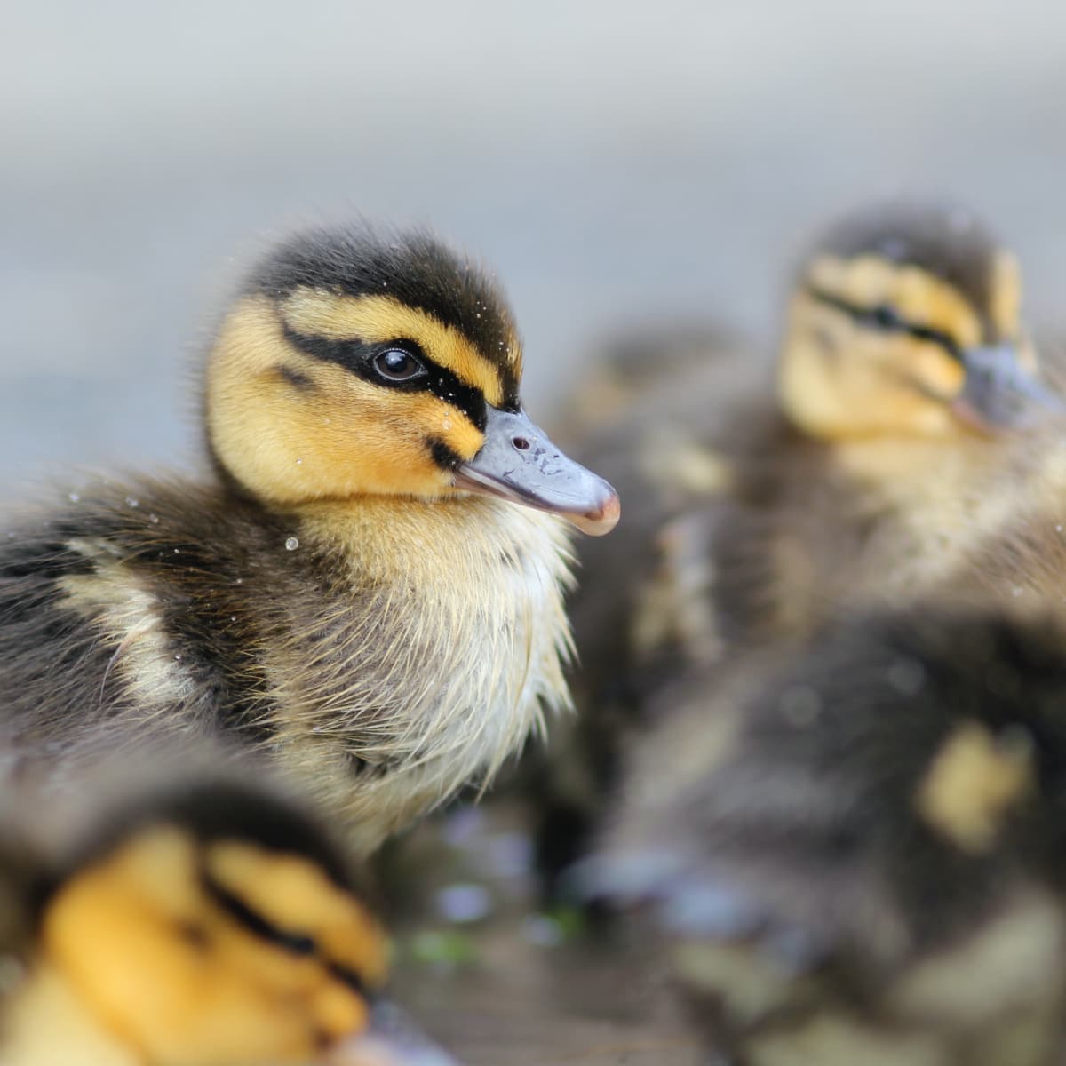 Northern Pike Swallows Baby Duck Before Helpless Mother Can React