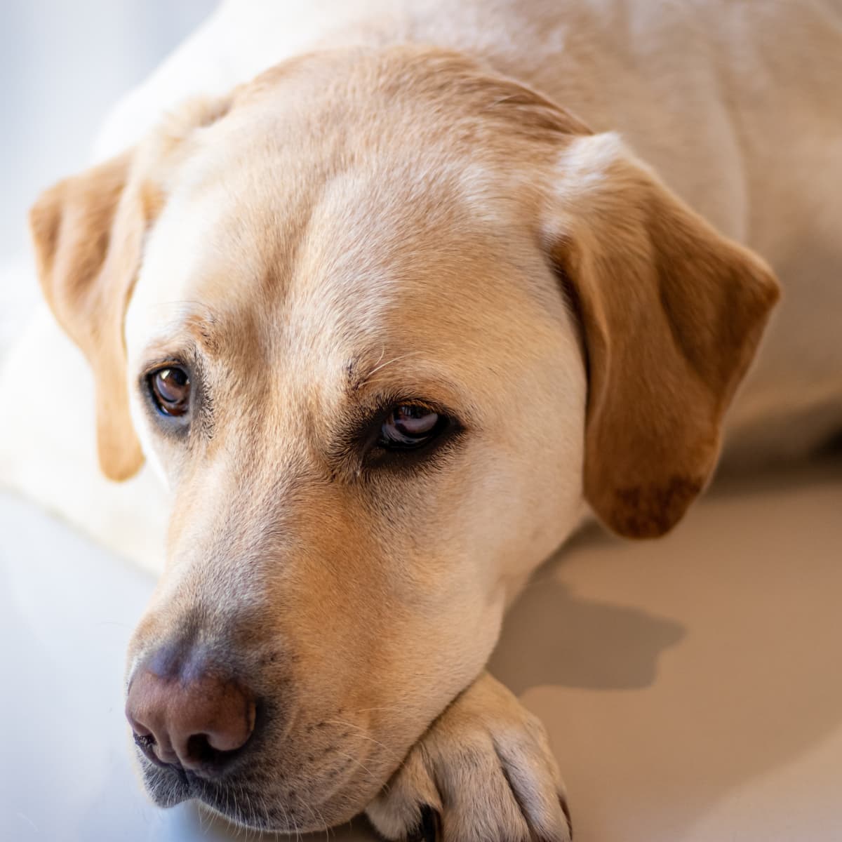 Yellow Labrador Comforts Grandma in Hospice in Heartbreaking Yet Beautiful  Video - PetHelpful News