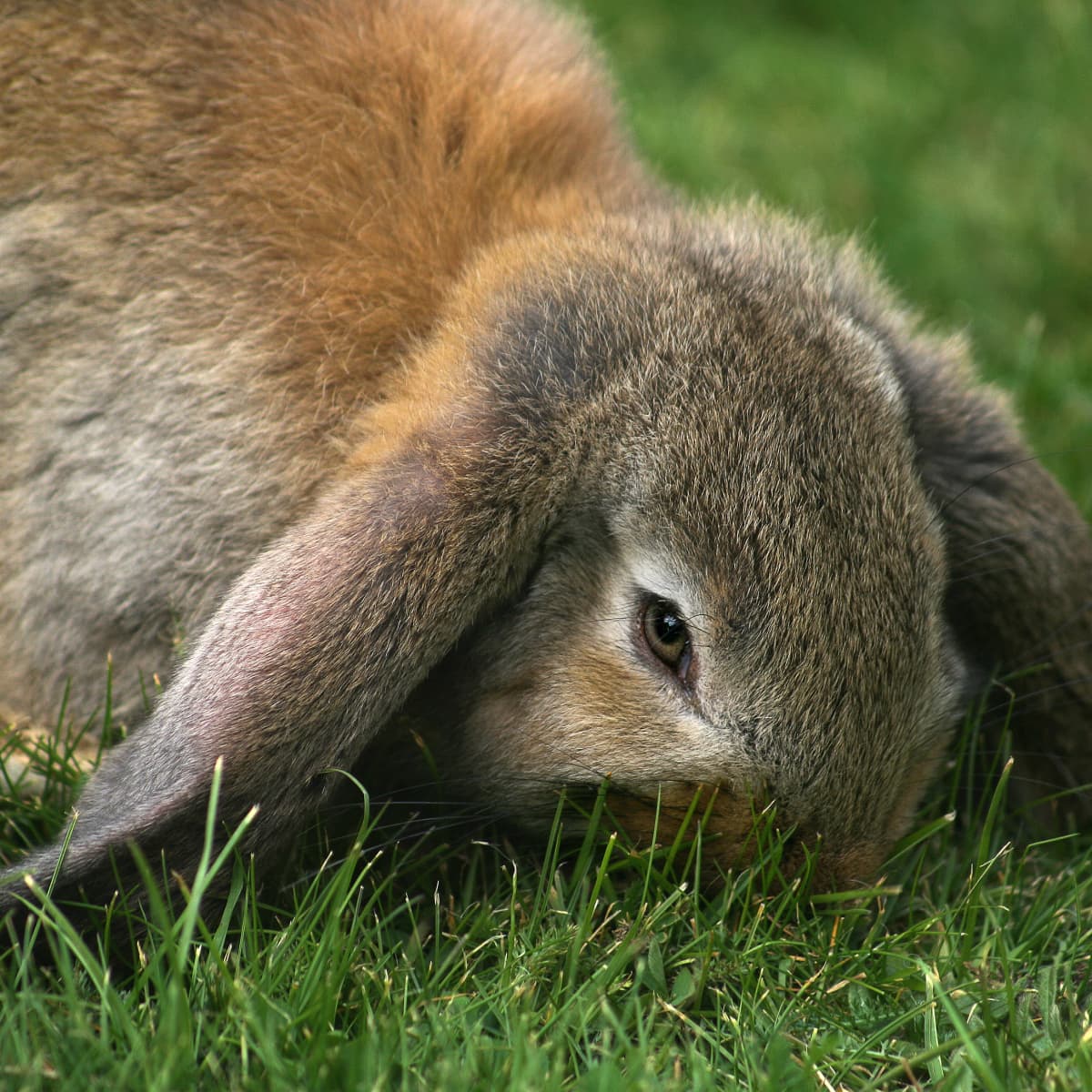 Bunny yoga organizers hope to find homes for abandoned bunnies