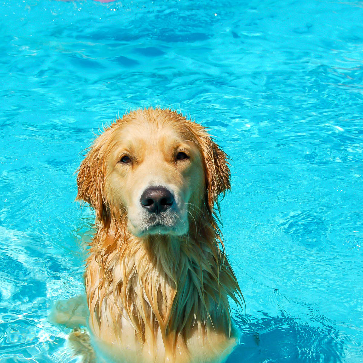 can golden retriever puppies swimming