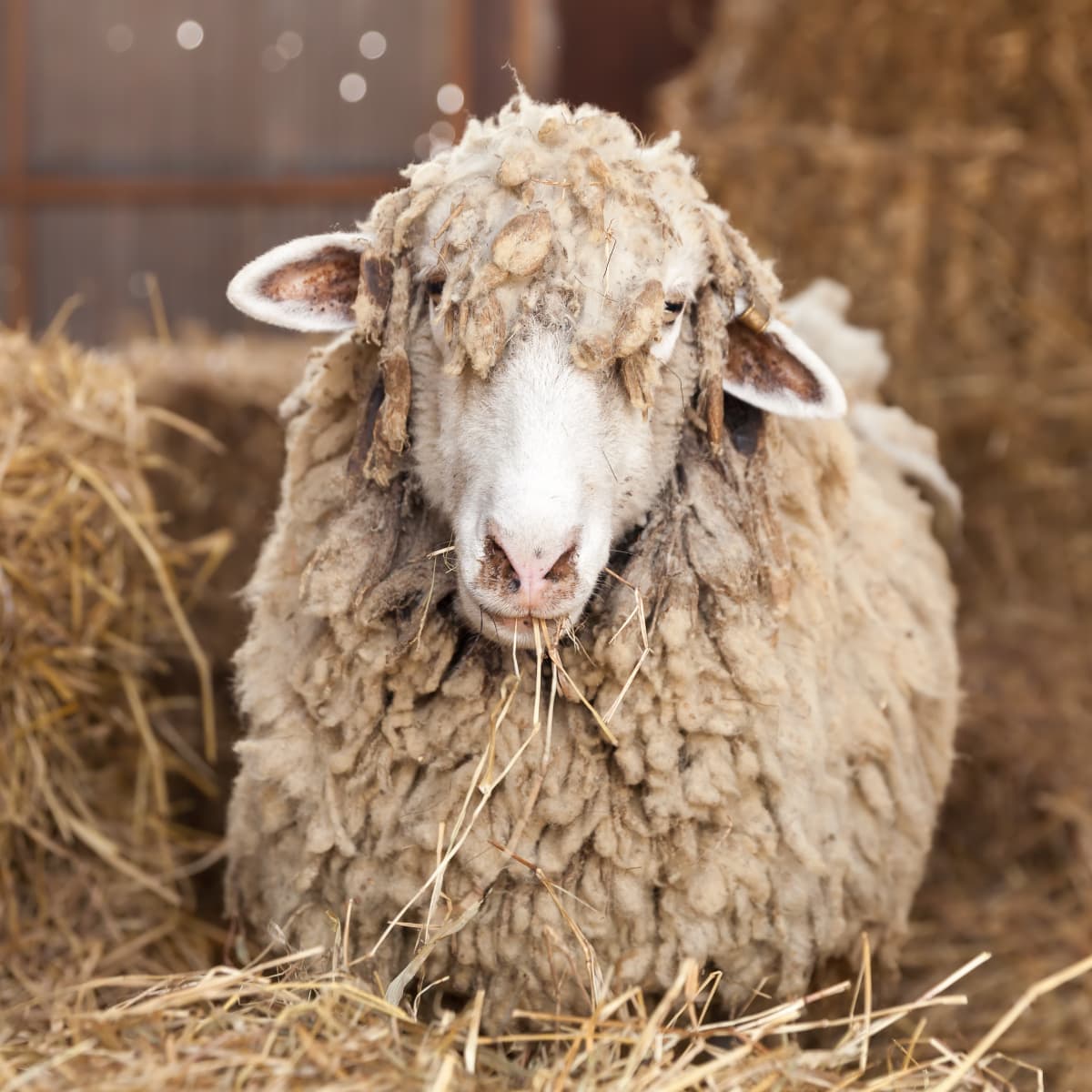 Video of Severely-Neglected Sheep's First Day at Rescue Shelter Is  Heartwarming - PetHelpful News