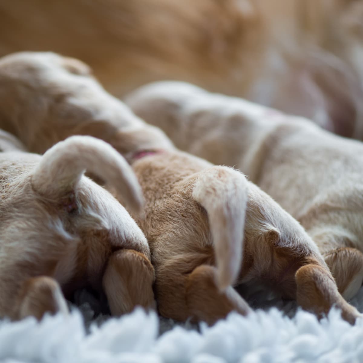 Golden Retriever Trying Not To Squash Her Newborn Puppies Melts Hearts