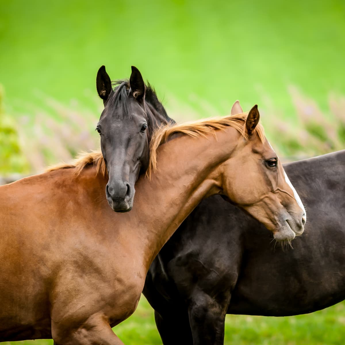 Gay horses mating